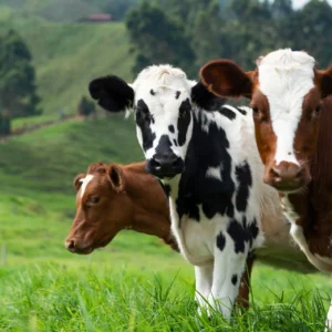 Cattles