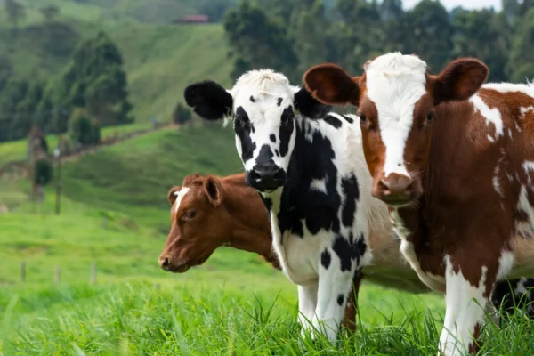 Cattles