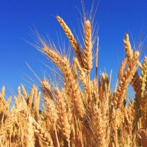 Wheat
