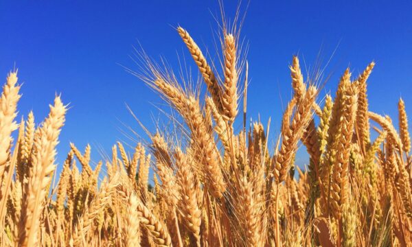 Wheat