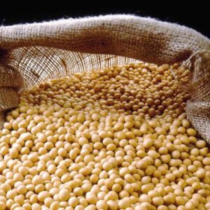 Soybean