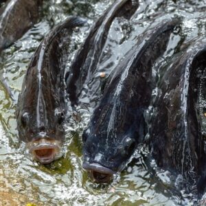 Fishes