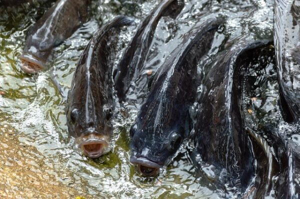 Fishes