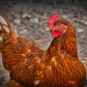 chicken, hen, animal-3727097.jpg