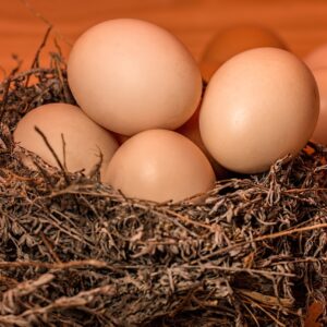 nest, eggs, full-1050964.jpg